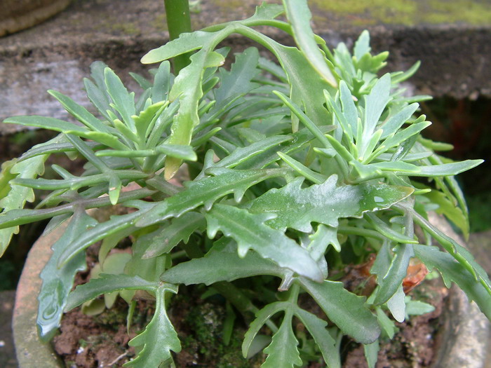 鸡爪三七Kalanchoe laciniata 鸡爪三七Kalanchoe laciniata