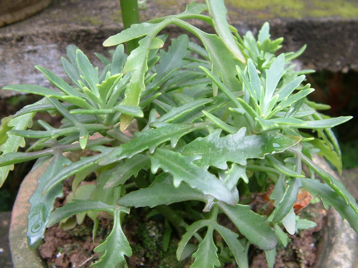 鸡爪三七Kalanchoe laciniata