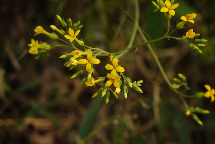 鸡爪三七Kalanchoe laciniata