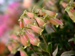 宫灯长寿花Kalanchoe manginii