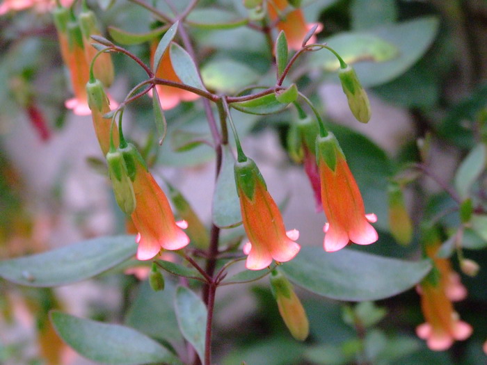 宫灯长寿花Kalanchoe manginii 宫灯长寿花Kalanchoe manginii