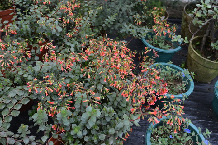 宫灯长寿花Kalanchoe manginii 宫灯长寿花Kalanchoe manginii