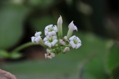 双飞蝴蝶Kalanchoe synsepala