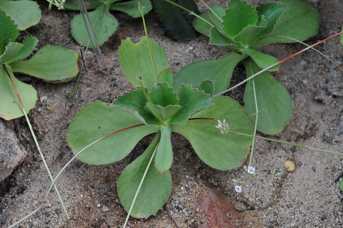 双飞蝴蝶Kalanchoe synsepala 双飞蝴蝶Kalanchoe synsepala