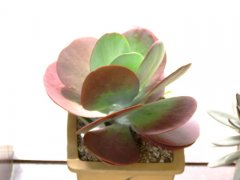 唐印Kalanchoe tetraphylla