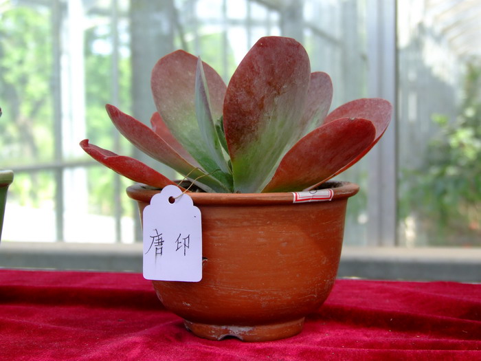 唐印Kalanchoe tetraphylla 唐印Kalanchoe tetraphylla