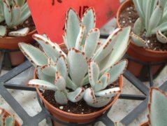 月兔耳Kalanchoe tomentosa