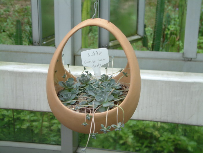 子持年华Orostachys boehmeri 子持年华Orostachys boehmeri