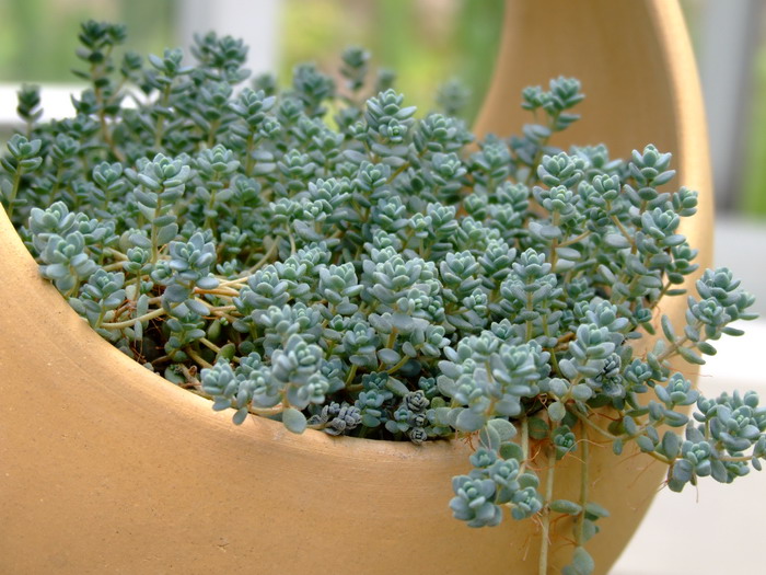 姬星美人Sedum anglicum