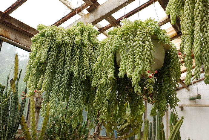 白菩提Sedum morganianum 白菩提Sedum morganianum