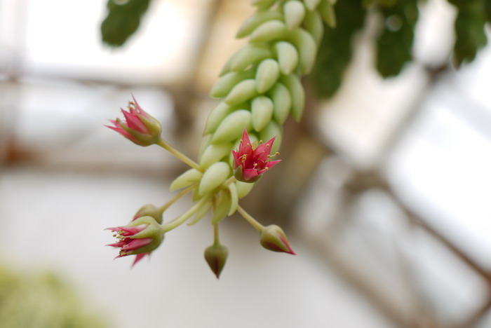 白菩提Sedum morganianum 白菩提Sedum morganianum