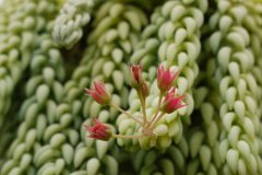 白菩提Sedum morganianum