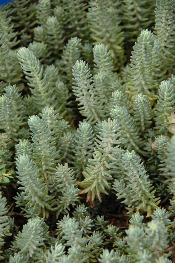 反曲景天Sedum reflexum 反曲景天Sedum reflexum