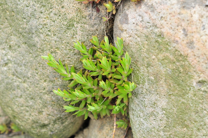 垂盆草Sedum sarmentosum 垂盆草Sedum sarmentosum