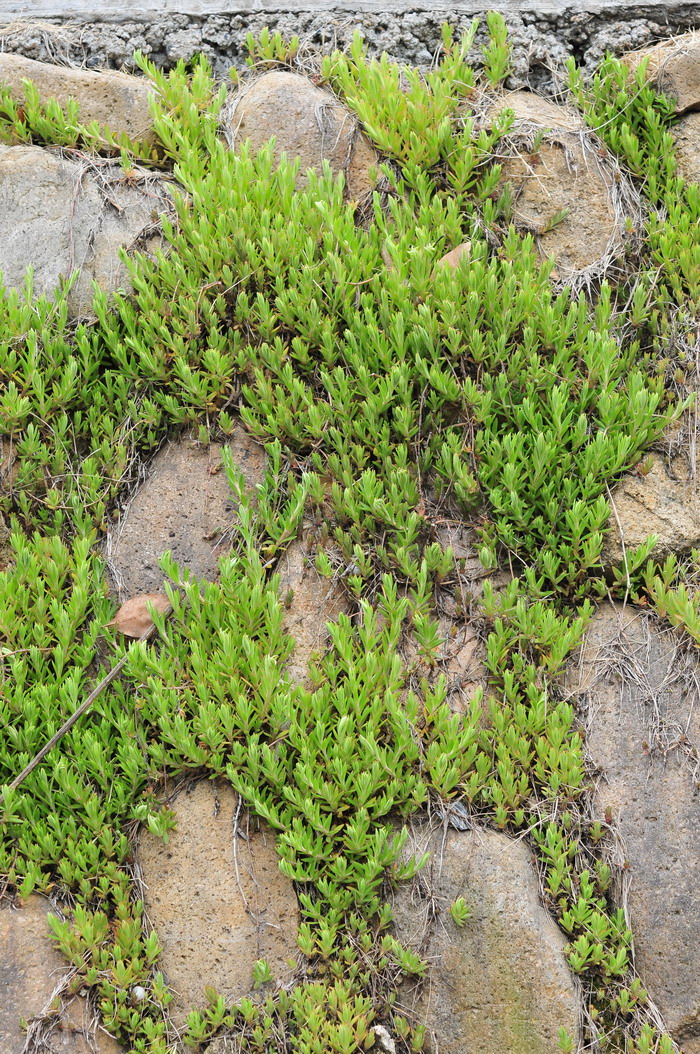 垂盆草sedum sarmentosum