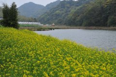 油菜花Brassica rapa var.oleifera