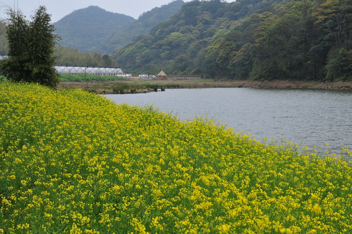 油菜花Brassica rapa var.oleifera 油菜花Brassica rapa var.oleifera