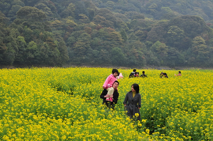 油菜花Brassica rapa var.oleifera