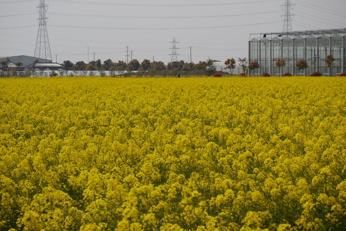 油菜花Brassica rapa var.oleifera 油菜花Brassica rapa var.oleifera