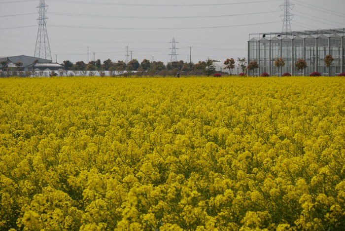 油菜花Brassica rapa var.oleifera