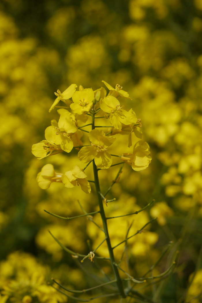 油菜花Brassica rapa var.oleifera