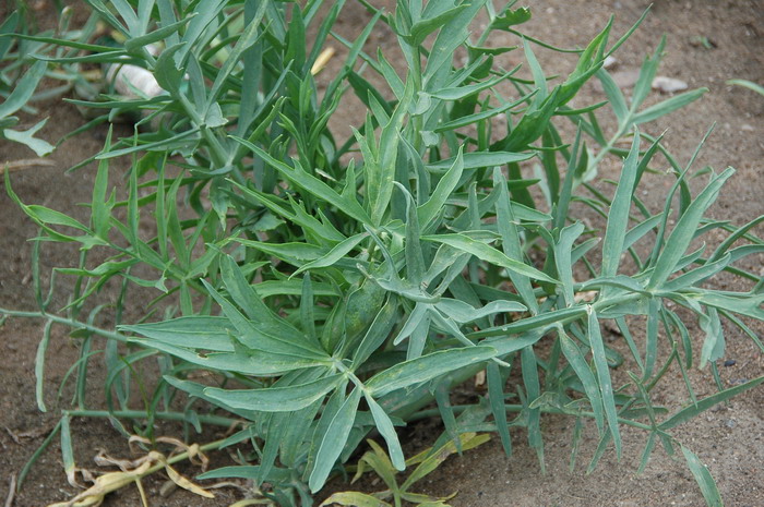 沙芥Pugionium cornutum 沙芥Pugionium cornutum