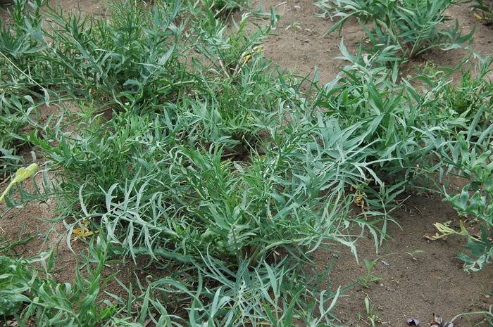 沙芥Pugionium cornutum 沙芥Pugionium cornutum