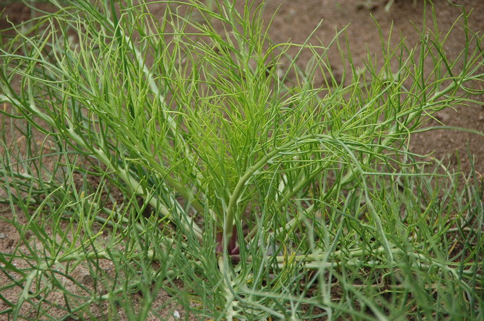 斧翅沙芥Pugionium dolabratum 斧翅沙芥Pugionium dolabratum