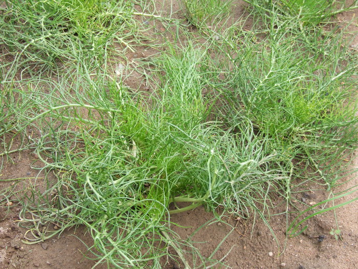 斧翅沙芥Pugionium dolabratum 斧翅沙芥Pugionium dolabratum