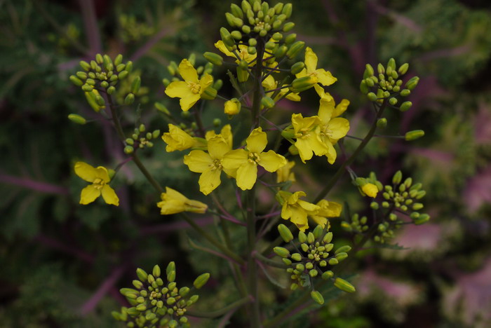 羽衣甘蓝Brassica oleracea var. acephala