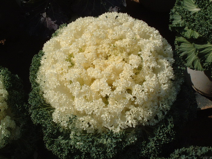羽衣甘蓝Brassica oleracea var. acephala 羽衣甘蓝Brassica oleracea var. acephala
