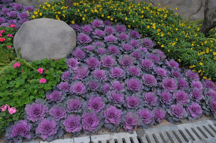 羽衣甘蓝Brassica oleracea var. acephala 羽衣甘蓝Brassica oleracea var. acephala