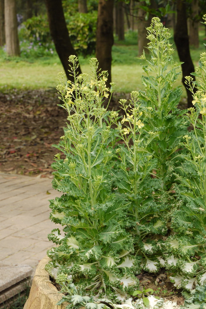 羽衣甘蓝Brassica oleracea var. acephala