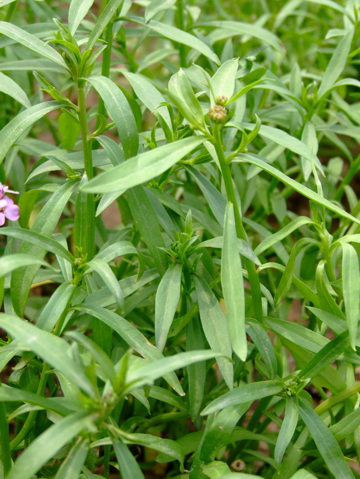 香花芥Clausia trichosepala 香花芥Clausia trichosepala