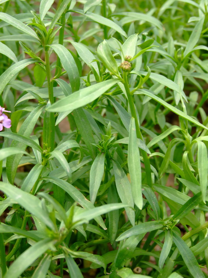 香花芥Clausia trichosepala