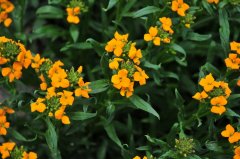 桂竹香Cheiranthus cheiri