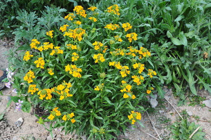 桂竹香Cheiranthus cheiri 桂竹香Cheiranthus cheiri