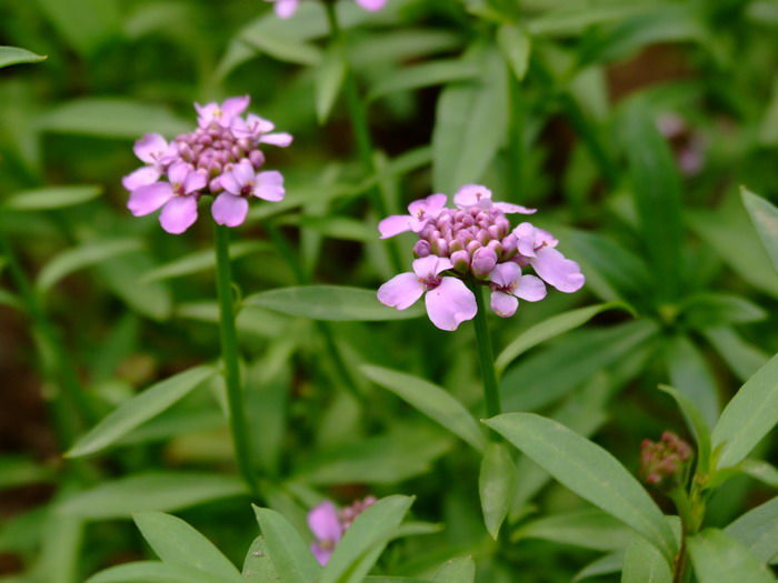 香花芥Clausia trichosepala