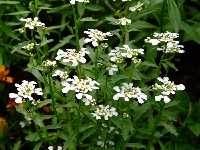 香花芥Clausia trichosepala