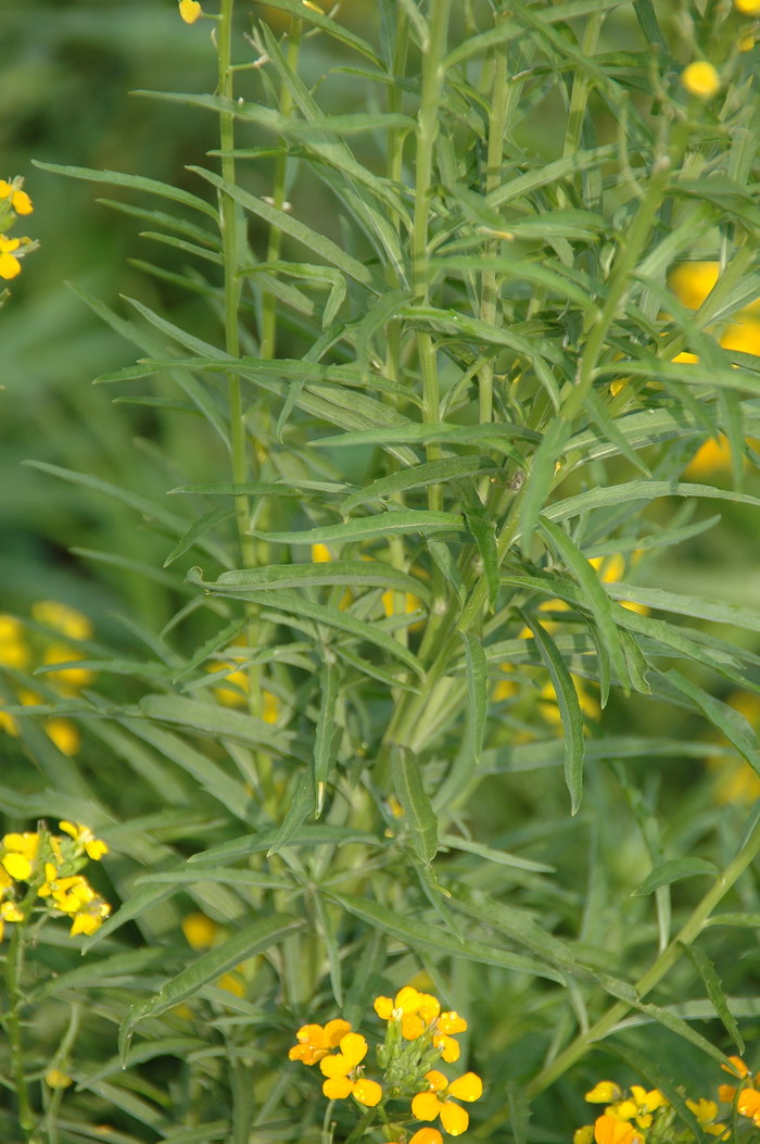 糖芥Erysimum amurense 糖芥Erysimum amurense