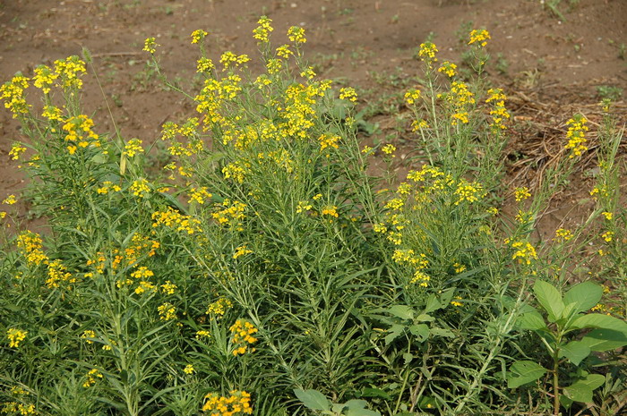 糖芥Erysimum amurense 糖芥Erysimum amurense