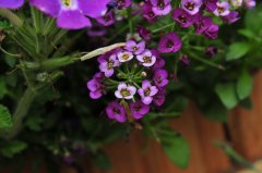 香雪球Lobularia maritima