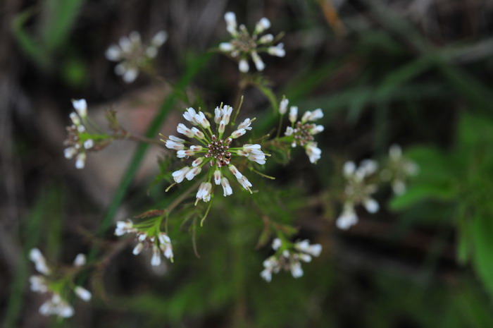 弹裂碎米荠Cardamine impatiens 弹裂碎米荠Cardamine impatiens