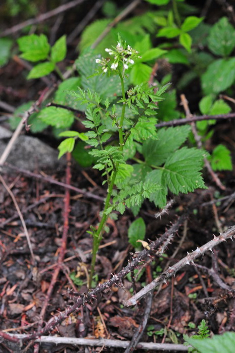 弹裂碎米荠Cardamine impatiens 弹裂碎米荠Cardamine impatiens