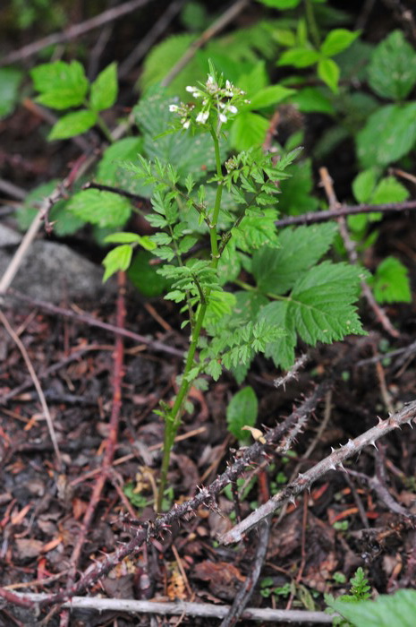 弹裂碎米荠Cardamine impatiens