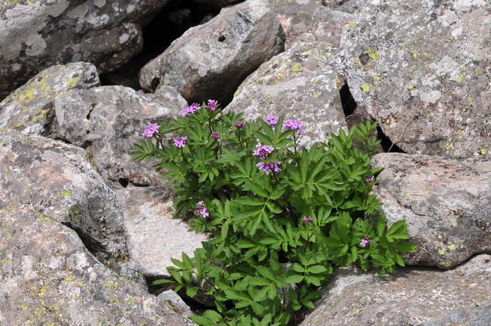 大叶碎米荠Cardamine macrophylla 大叶碎米荠Cardamine macrophylla