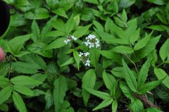 白花碎米荠Cardamine leucantha