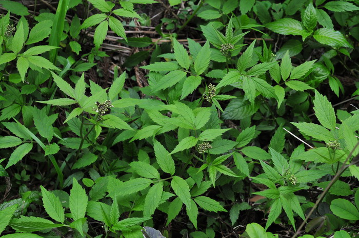 白花碎米荠Cardamine leucantha 白花碎米荠Cardamine leucantha