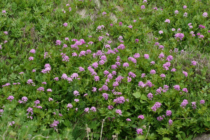 大叶碎米荠Cardamine macrophylla