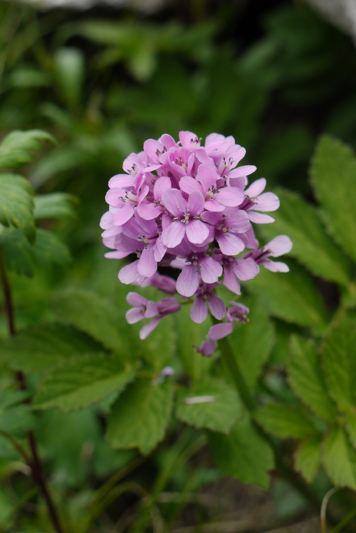 大叶碎米荠Cardamine macrophylla 大叶碎米荠Cardamine macrophylla